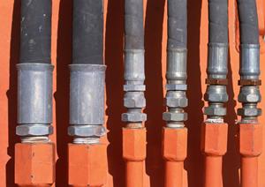 シブヤダイモドリルのインターネット通販